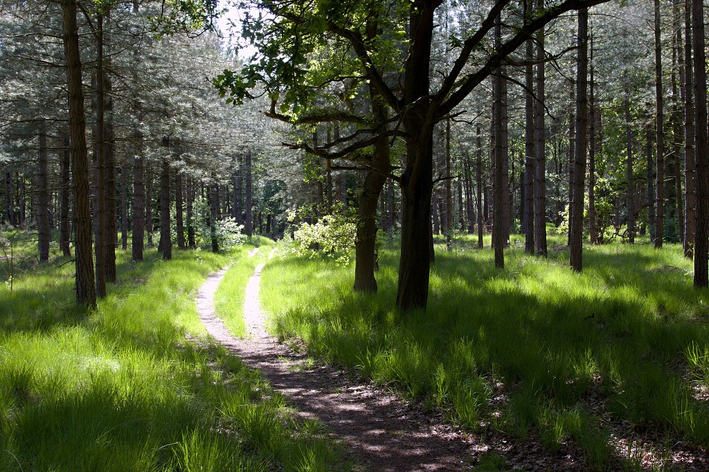 kalmhoutese heide hei hdr natuurgebied natuur landschap natuurpark natuurreservaat wandelen heidegebied bossen vennen